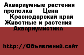 Аквариумные растения (прополка)  › Цена ­ 1 000 - Краснодарский край Животные и растения » Аквариумистика   